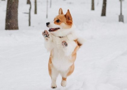 南风知我意，吹梦到西洲